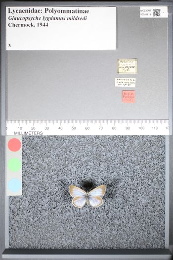 Media type: image;   Entomology 51819